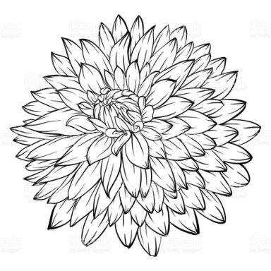 Dibujo en blanco y negro de una flor con pétalos detallados y simétricos.