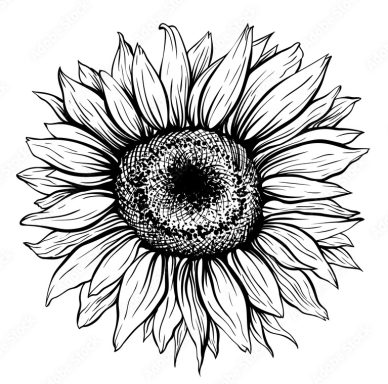 Girasol con pétalos amplios y un centro oscuro, dibujado en blanco y negro.